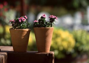 オフィスに置ける観葉植物のレンタル